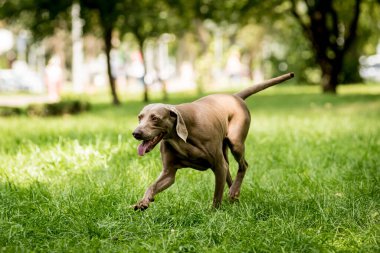 Parktaki şirin köpek cinsinin portresi..