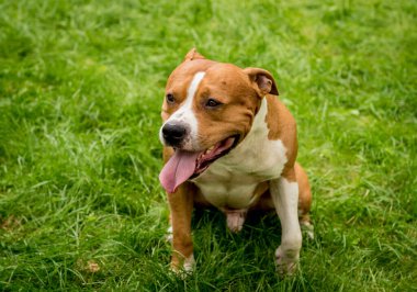 Parktaki sevimli Amerikan Stadyumu teriyerinin portresi..