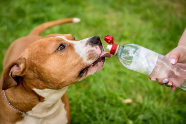 Amerikan personeli teriyer şişeden su içiyor..