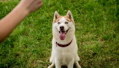 Sahibi parkta köpeğini eğitiyor..