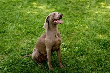 Parktaki şirin köpek cinsinin portresi..