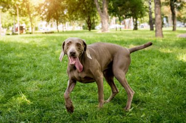 Parktaki şirin köpek cinsinin portresi..