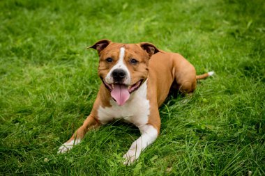 Parktaki sevimli Amerikan Stadyumu teriyerinin portresi..