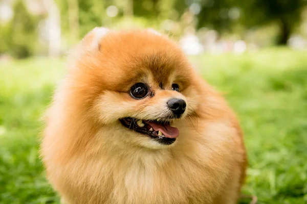 Portrait of cute pomeranian dog at the park. — Stock Photo, Image