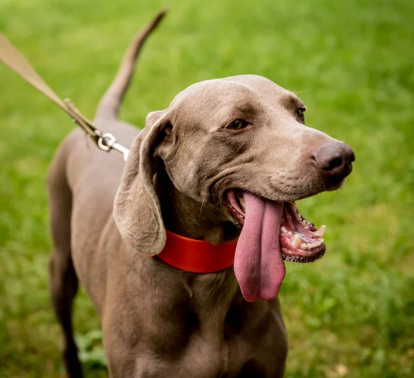 Aranyos weimaraner kutyafajta portré a parkban. — Stock Fotó