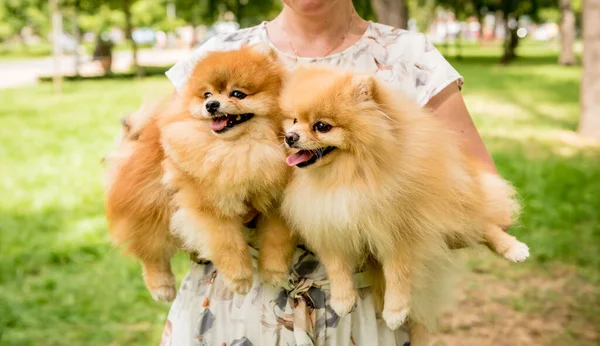 Portrait de deux chiens poméraniens mignons au parc. — Photo