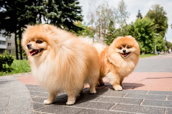 Parktaki iki şirin Pomeranya köpeğinin portresi.. — Stok fotoğraf