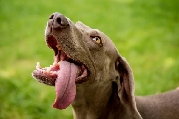Portret van schattige weimaraner hondenras in het park. — Stockfoto