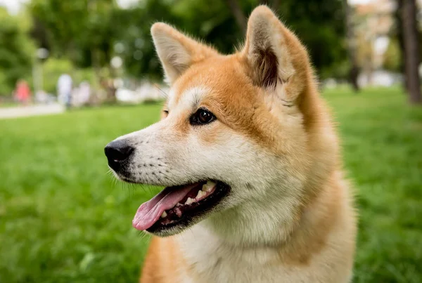 Portrait of cute akita inu dog at the park. — Stock Photo, Image