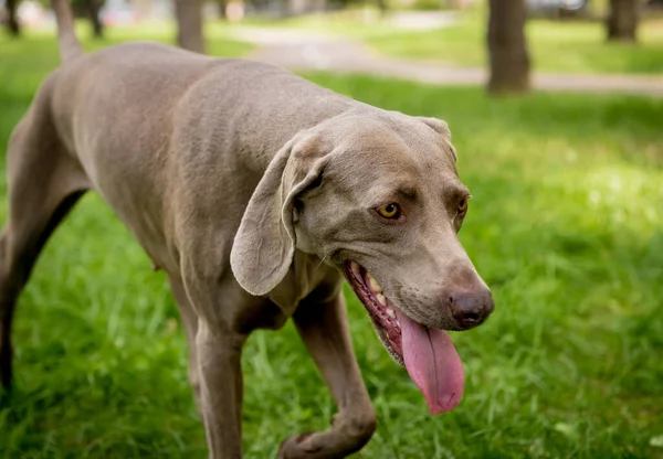 Portret uroczej rasy psów weimarskich w parku. — Zdjęcie stockowe