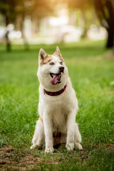 Ritratto di cane husky carino al parco. — Foto Stock