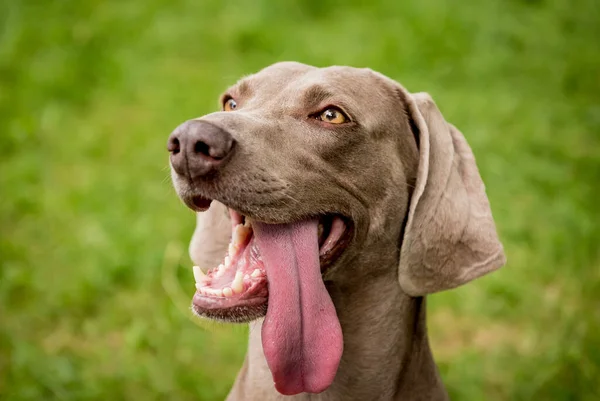 Porträt der süßen Weimaraner Hunderasse im Park. — Stockfoto