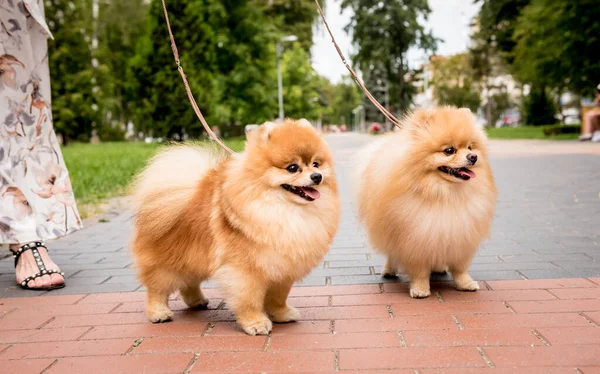 Portrett av to søte pommerske hunder i parken. – stockfoto