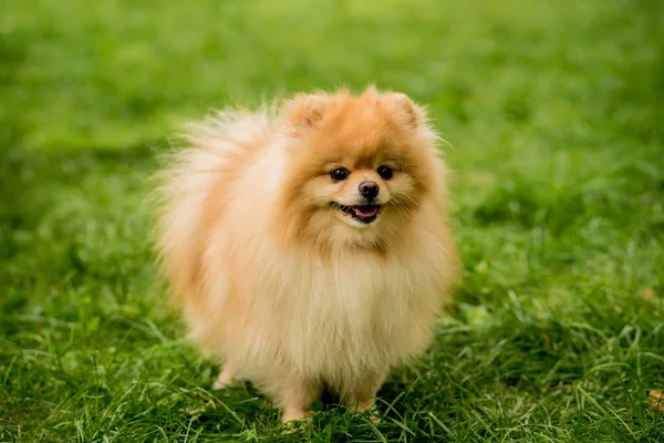 Retrato de lindo perro pomerania en el parque. — Foto de Stock