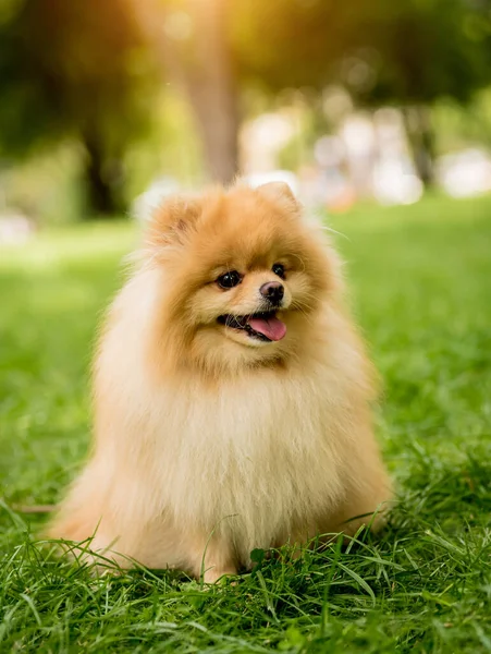 Retrato de lindo perro pomerania en el parque. — Foto de Stock