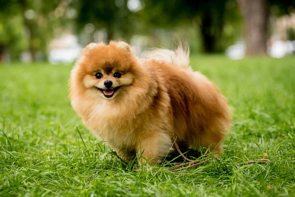 Retrato de lindo perro pomerania en el parque. — Foto de Stock