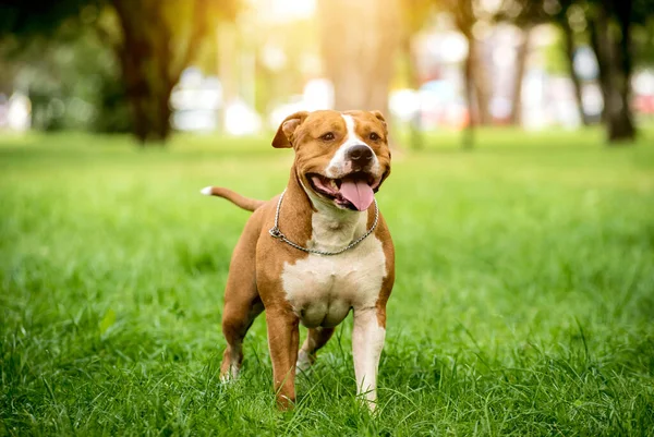 Retrato del lindo staffordshire terrier americano en el parque. — Foto de Stock