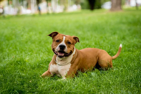 Ritratto di carino americano staffordshire terrier al parco. — Foto Stock