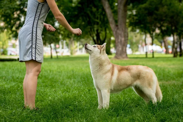 Ägaren tränar husky hund i parken. — Stockfoto