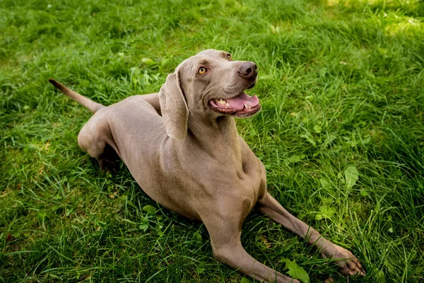 Aranyos weimaraner kutyafajta portré a parkban. — Stock Fotó