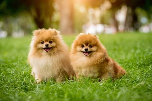 Portrait of cute two pomeranian dogs at the park. — Stock Photo, Image