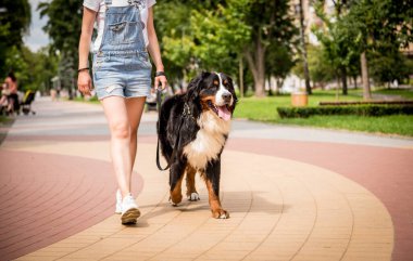 Sahibi parkta Berner Sennenhund köpeğiyle yürüyor..