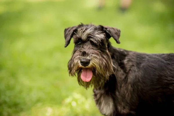 Ritratto di carino schnauzer in miniatura al parco. — Foto Stock