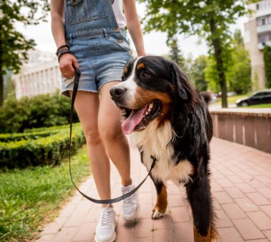 Sahibi parkta Berner Sennenhund köpeğiyle yürüyor..