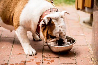 İngiliz bulldog parkta su içiyor..