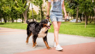 Sahibi parkta Berner Sennenhund köpeğiyle yürüyor..
