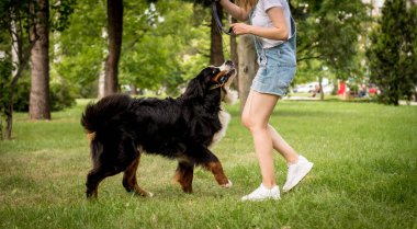 Sahibi parkta Berner Sennenhund köpeğini eğitiyor..