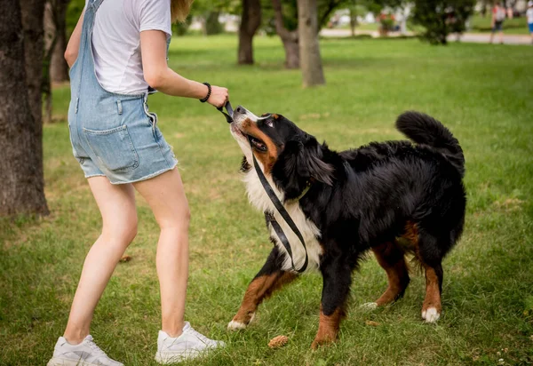 Właściciel trenuje psa Berner Sennenhund w parku. — Zdjęcie stockowe