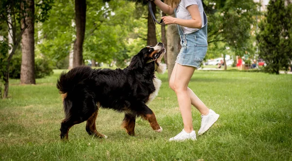 Ιδιοκτήτης εκπαιδεύει το σκυλί Berner Sennenhund στο πάρκο. — Φωτογραφία Αρχείου