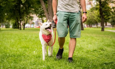 Sahibi parktaki beyaz akita inu köpeğini eğitiyor..