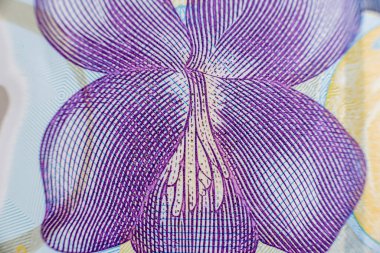 Dünya para koleksiyonu. Romanya 'nın parasından parçalar