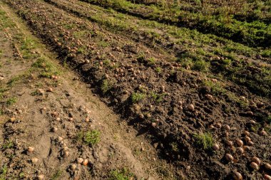 Tarım tarlasında hasat üstüne soğan.