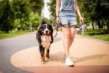 Sahibi parkta Berner Sennenhund köpeğiyle yürüyor..