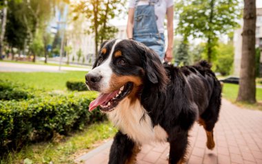 Sahibi parkta Berner Sennenhund köpeğiyle yürüyor..