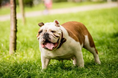 Parktaki şirin İngiliz bulldog 'unun portresi.