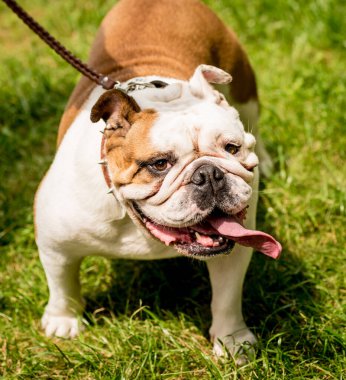 Parktaki şirin İngiliz bulldog 'unun portresi.