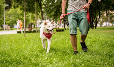 Sahibi parktaki beyaz akita inu köpeğini eğitiyor..