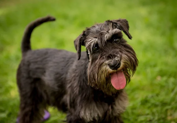 Ritratto di carino schnauzer in miniatura al parco. — Foto Stock