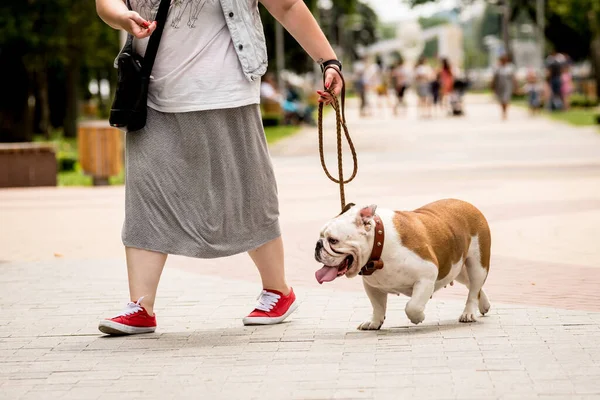 Proprietario che cammina con il bulldog inglese al parco. — Foto Stock