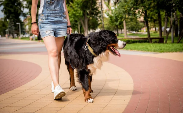 Sahibi parkta Berner Sennenhund köpeğiyle yürüyor..