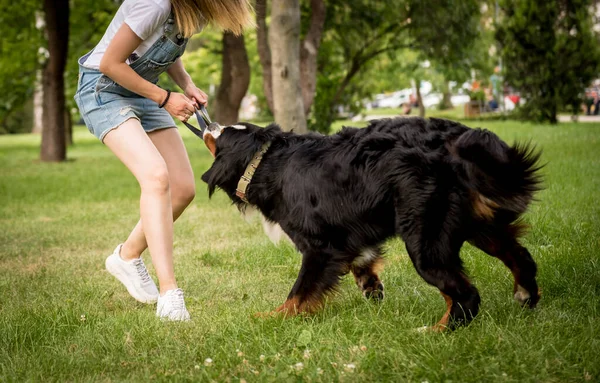 Ägaren tränar Berner Sennenhund hund i parken. — Stockfoto