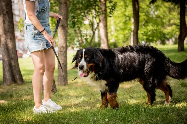 Ägare promenader med Berner Sennenhund hund i parken. — Stockfoto