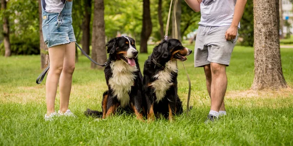 Ιδιοκτήτης εκπαιδεύει το σκυλί Berner Sennenhund στο πάρκο. — Φωτογραφία Αρχείου