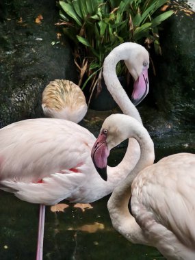 Durgun sularda zarifçe poz veren zarif pembe bir flamingo..