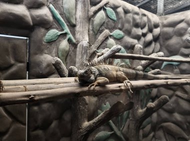 Renkli bir bukalemun doğal ortamında bir dalın üzerinde dinleniyor..