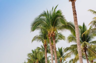 Coconut palm ağaçlar tropikal plaj